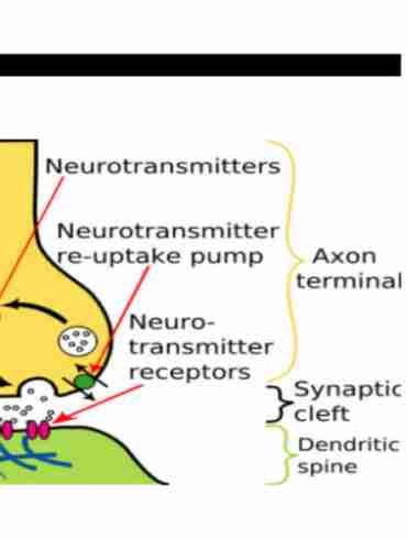 The Genesis of the Concept of Chemical Neurotransmission