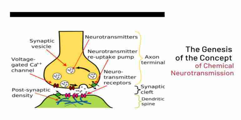 The Genesis of the Concept of Chemical Neurotransmission
