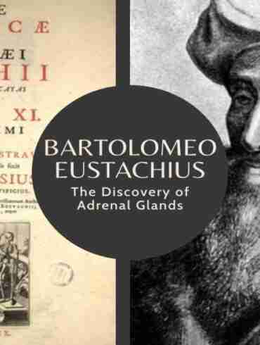 Bartolomeo Eustachius Discovery Adrenal Glands