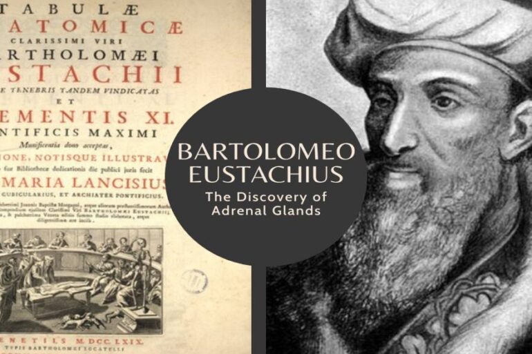 Bartolomeo Eustachius and the Discovery of Adrenal Glands