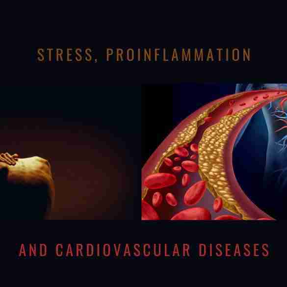 stress proinflammation cardiovascular new