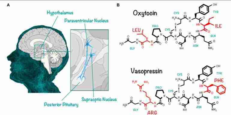 Neuroimmune Biology of Vasopressin