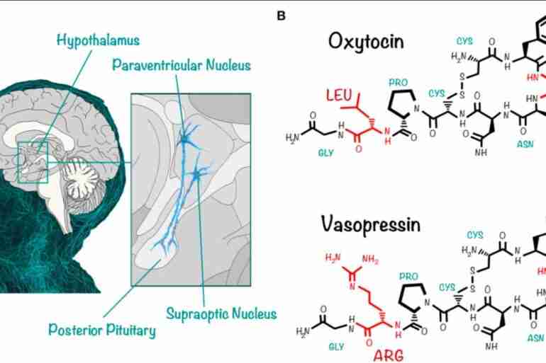 Neuroimmune Biology of Vasopressin