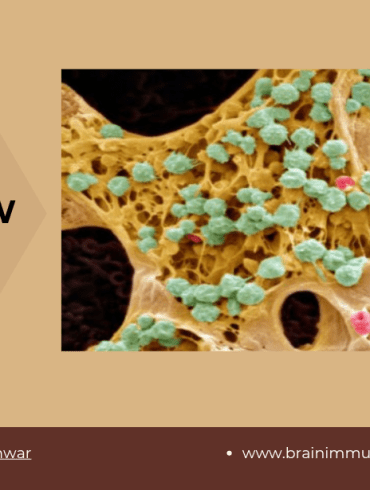 Tachykinins, Bone Marrow and Hematopoiesis