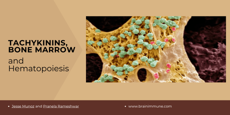 Tachykinins, Bone Marrow and Hematopoiesis