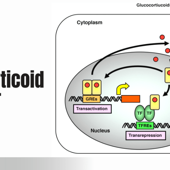 glucocorticoid receptor