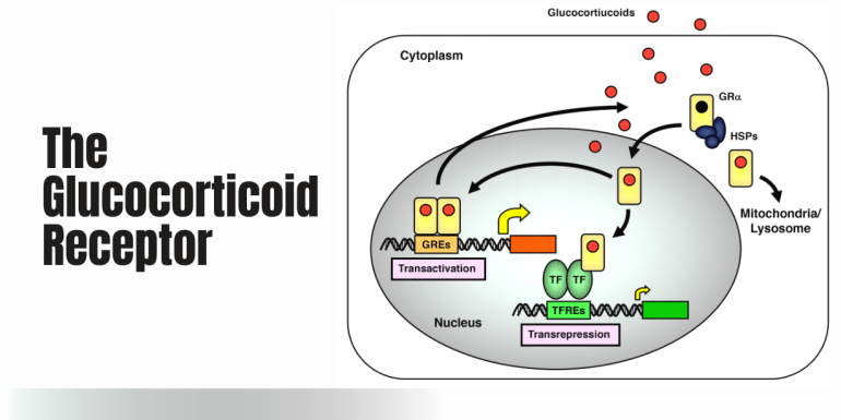 glucocorticoid receptor