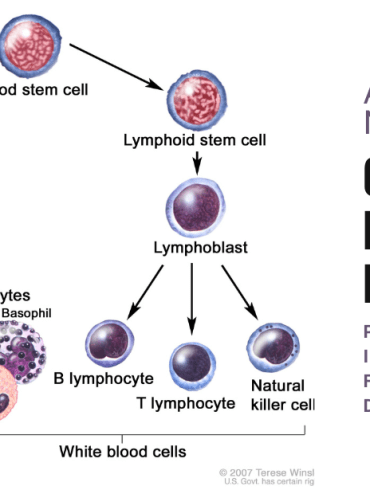 Nervous System Control Leukocyte Distribution