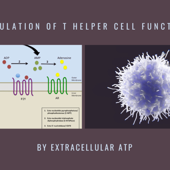 regulation t helper cell extracellular atp