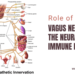 Role of the Vagus Nerve at the Neural-Immune Interface