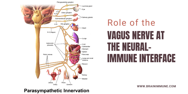 Role of the Vagus Nerve at the Neural-Immune Interface