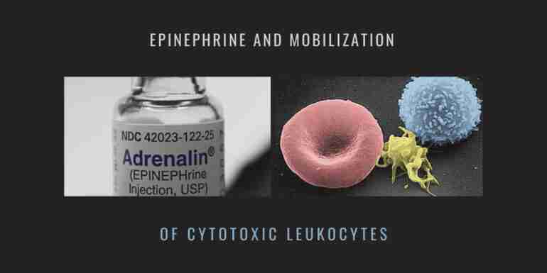 Epinephrine Mobilization Cytotoxic Leukocytes