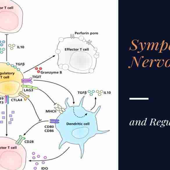 Influence of the Sympathetic Nervous System on Regulatory T cells