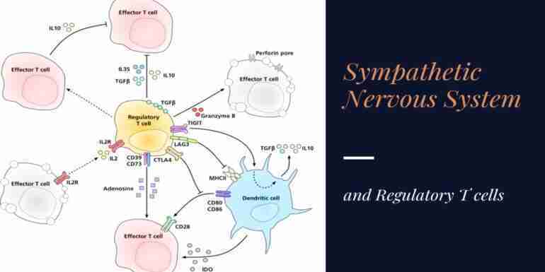 Influence of the Sympathetic Nervous System on Regulatory T cells