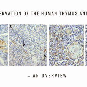 innervation thymus spleen