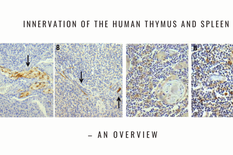 innervation thymus spleen