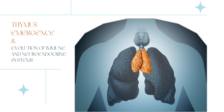 hymus Emergence & Evolution of Immune and Neuroendocrine