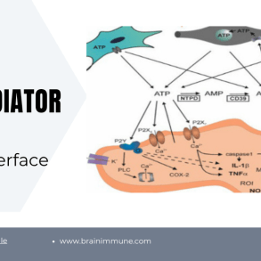 ATP neuromediator