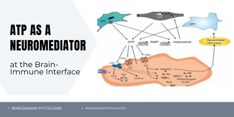 ATP neuromediator