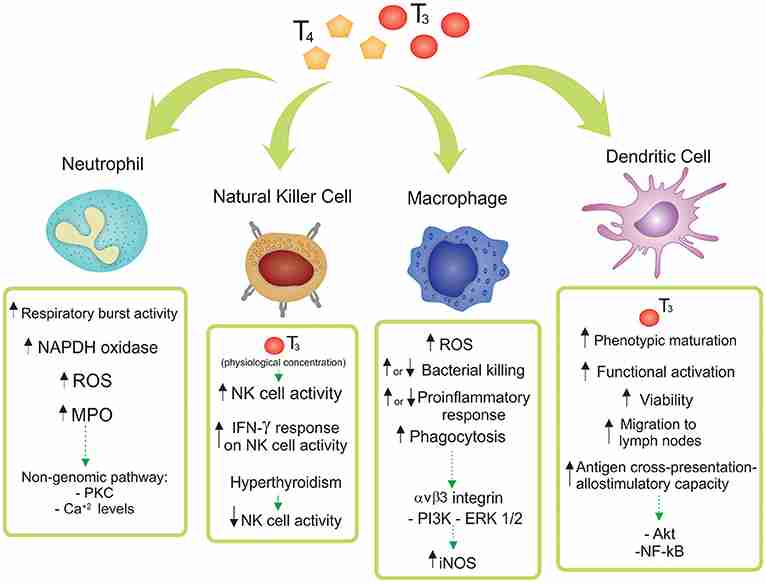 Thyroxine innate immunity
