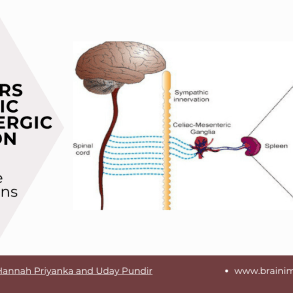 Sympathetic innervation and aging