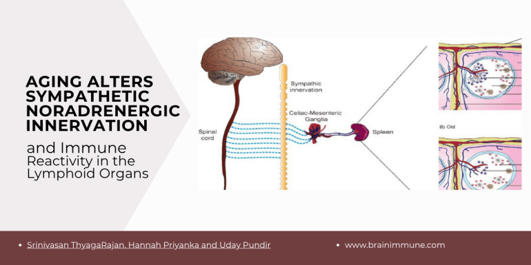 Sympathetic innervation and aging