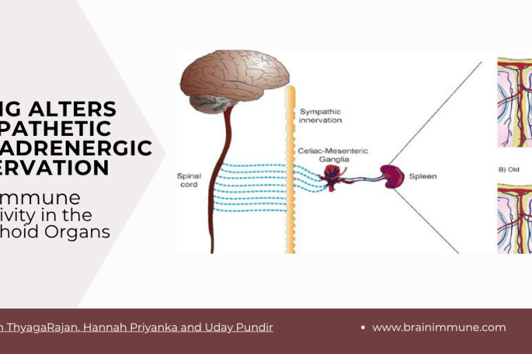Sympathetic innervation and aging
