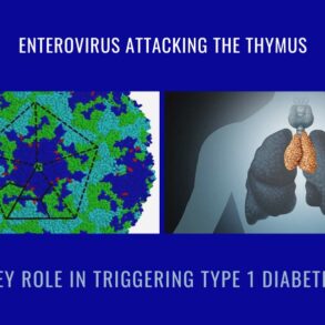 Enterovirus Thymus Type 1 Diabetes