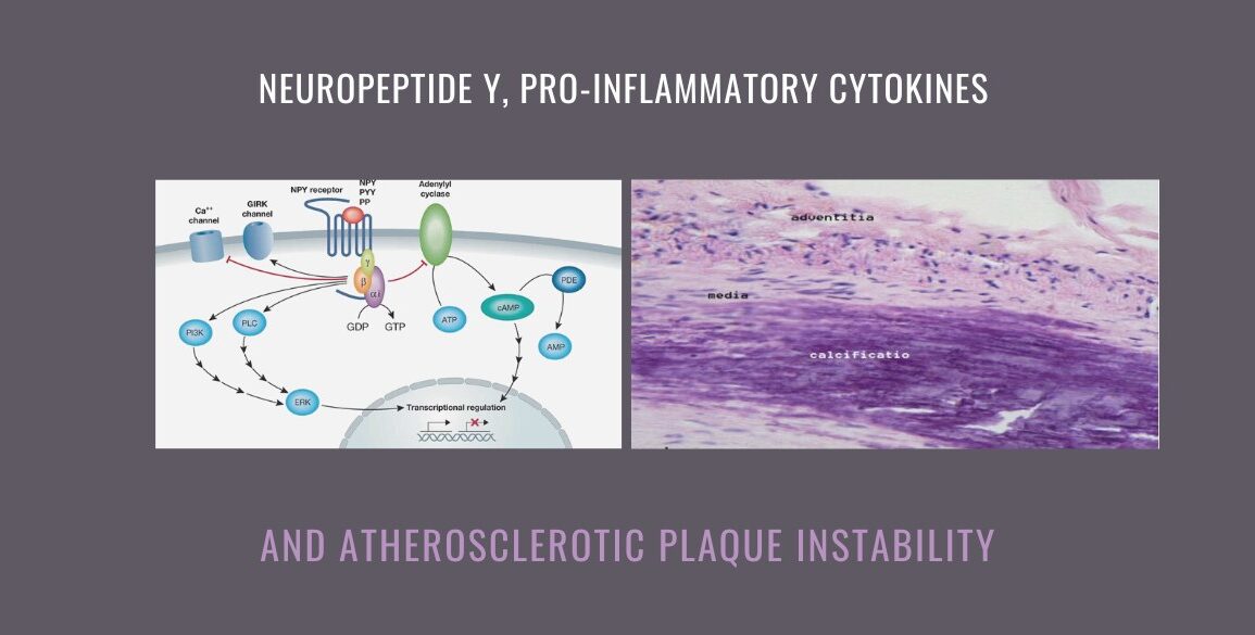Neuropeptide Y Cytokines Atherosclerotic Plaque Instability