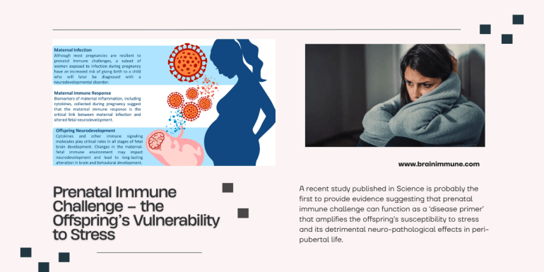 prenatal immune challenge disease primer stress