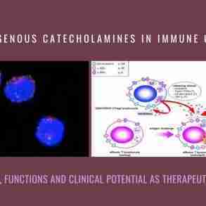 Endogenous Catecholamines Immune Cells new