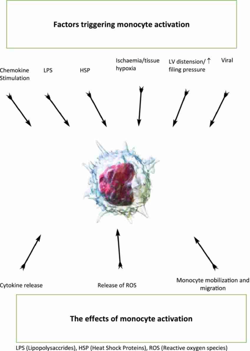 Triggers for monocyte activation