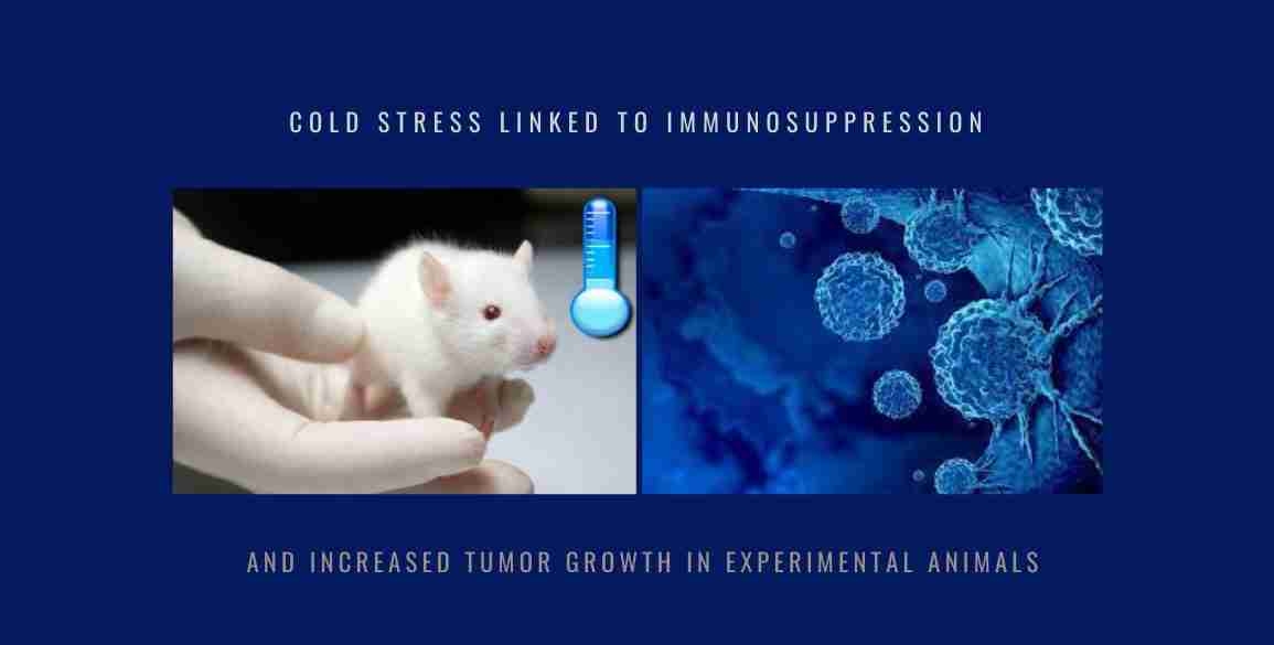 Cold Stress Immunosuppression Tumor Growth