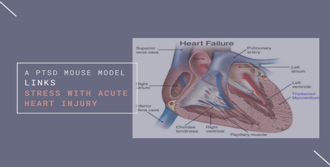 PTSD Mouse Model Stress Acute Heart Injury