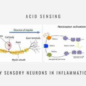 Acid Sensing