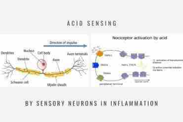 Acid Sensing