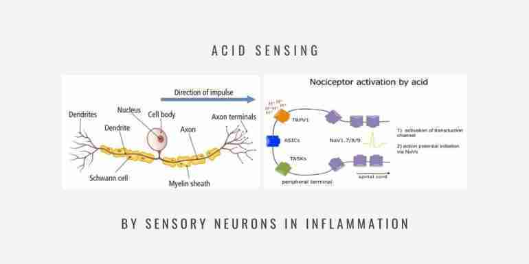 Acid Sensing