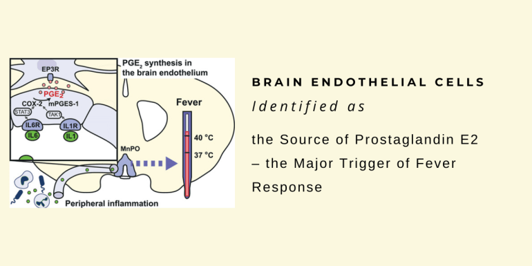 Brain Endothelial Cells Prostaglandin E2 Fever