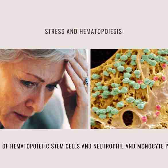 stress hematopoiesis-increase neutrophil