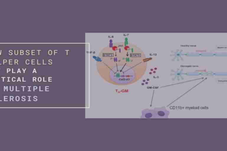 New Subset of T Helper Cells Multiple Sclerosis