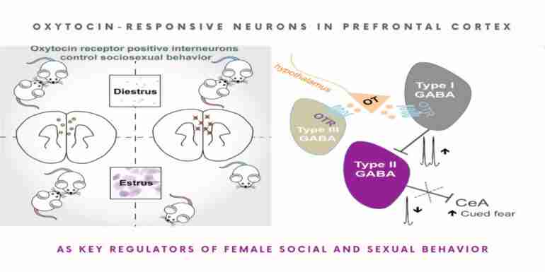 Oxytocin-Responsive Neurons Prefrontal Cortex Key Regulators Sexual Behavior
