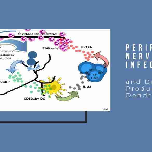 Peripheral Nerves Sense Infection Drive IL-23
