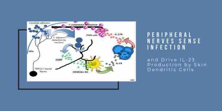 Peripheral Nerves Sense Infection Drive IL-23