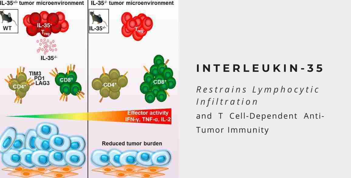 interleukin-35 anti-tumor immunity