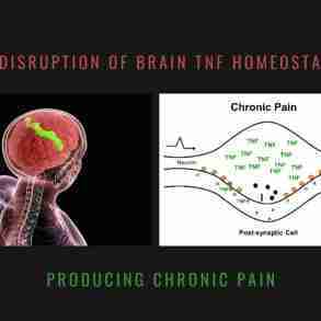 Brain TNF Homeostasis and Chronic Pain