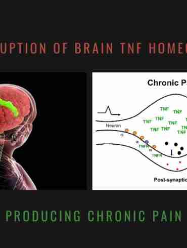 Brain TNF Homeostasis and Chronic Pain
