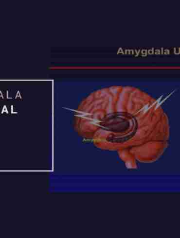 Medial Amygdala Chronic stress Shrinkage