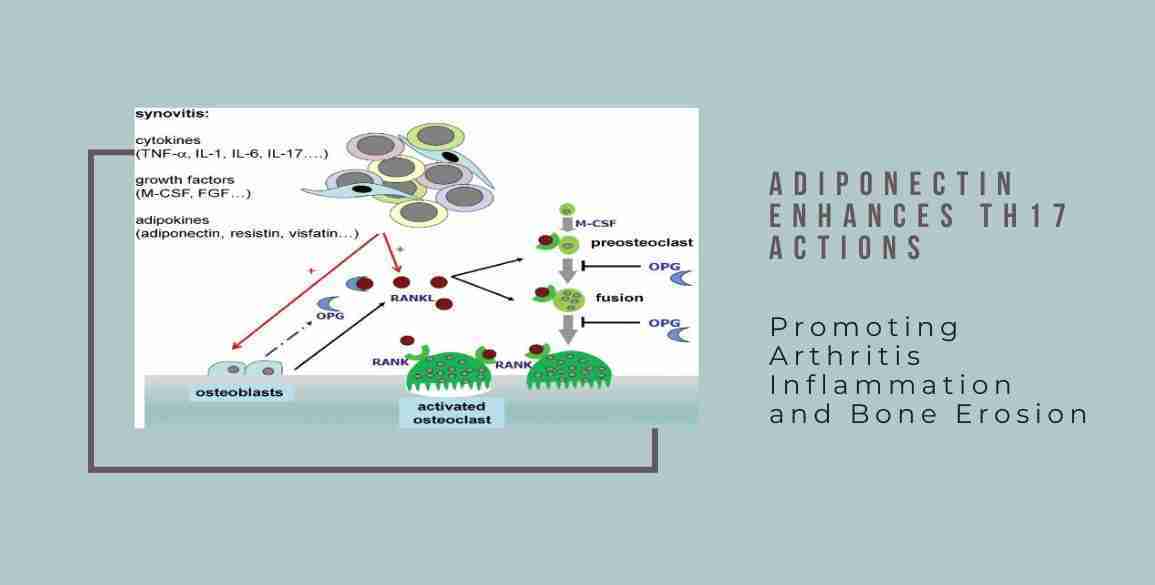 adiponectin enhances th17 actions