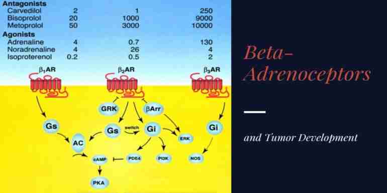 Beta-Adrenoceptors and Tumor Development