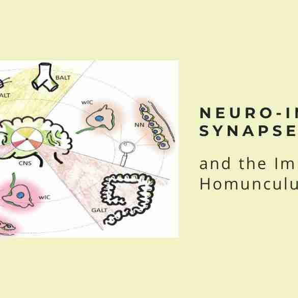 neuro immune synapses immunological homunculus